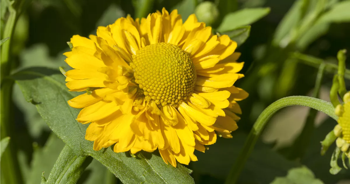 Helenium, gelb