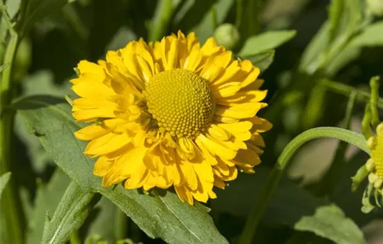 Helenium, gelb Helenium, gelb