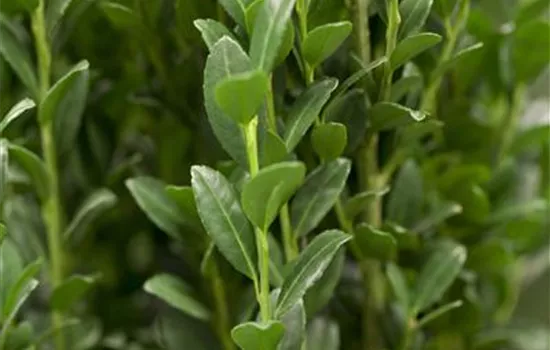 Ilex crenata 'Fastigiata' Ilex crenata 'Fastigiata'