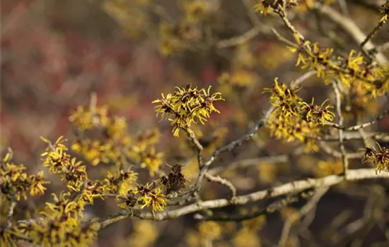Hamamelis x intermedia 'Westerstede' Hamamelis x intermedia 'Westerstede'