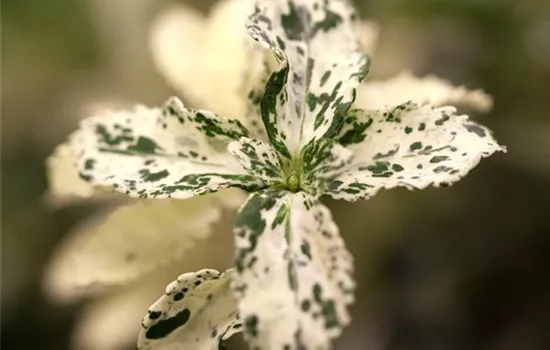 Euonymus fortunei 'Harlequin' Euonymus fortunei 'Harlequin'