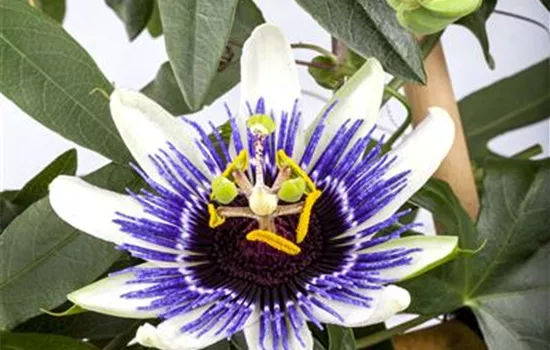 Passiflora caerulea, Pyramide Passiflora caerulea, Pyramide