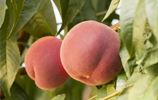 Prunus persica var. persica 'Red Haven' Prunus persica var. persica 'Red Haven'