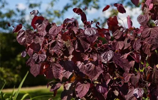 Cercis canadensis 'Forest Pansy' Cercis canadensis 'Forest Pansy'