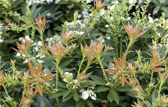 Pieris japonica 'Prelude' Pieris japonica 'Prelude'