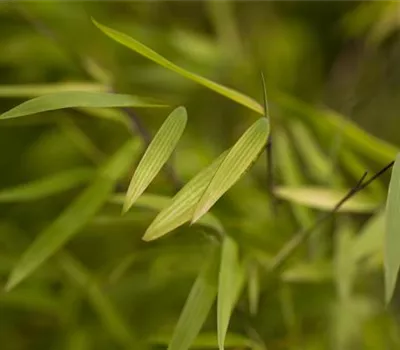 Fargesia 'Jiuzhaigou 1'