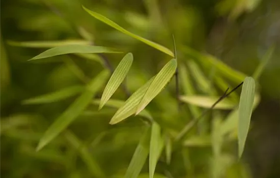 Fargesia 'Jiuzhaigou 1' Fargesia 'Jiuzhaigou 1'