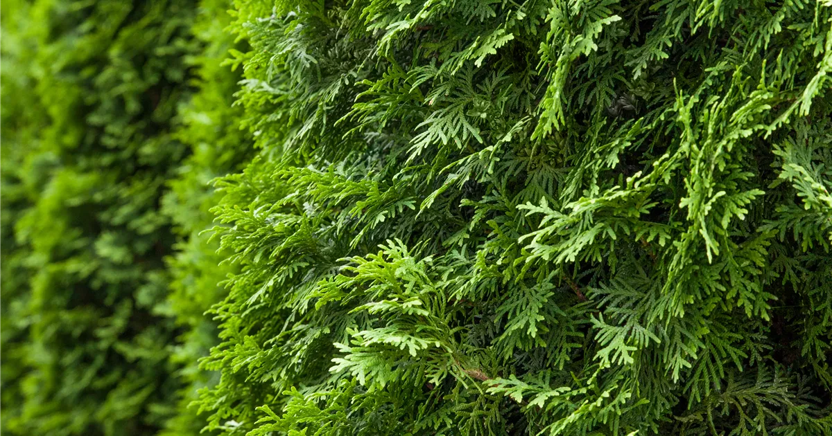 thuja spec Direct Gardening Green Giant Arborvitae Tree Live Evergreen Shrub, 3-Gallon Potted Plant, 3' to 4' Tall, 3 Pack main image 1