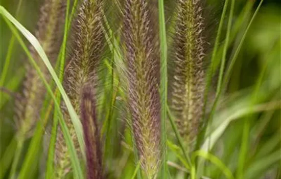 Pennisetum alopecuroides var. viridescens Pennisetum alopecuroides var. viridescens
