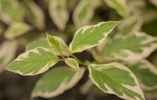 Cornus sericea 'White Gold'