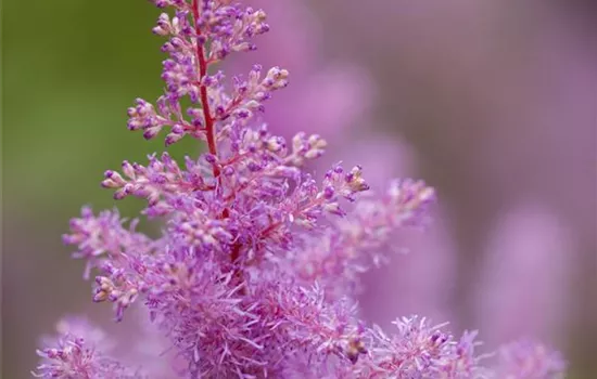 Astilbe x arendsii, rosa Astilbe x arendsii, rosa