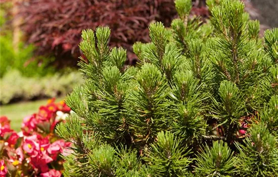 Pinus mugo 'Mops' Pinus mugo 'Mops'