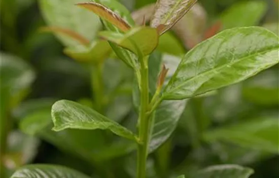 Prunus laurocerasus 'Genolia'®