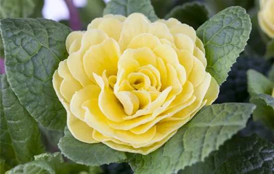 Primula vulgaris BELARINA Primula vulgaris BELARINA