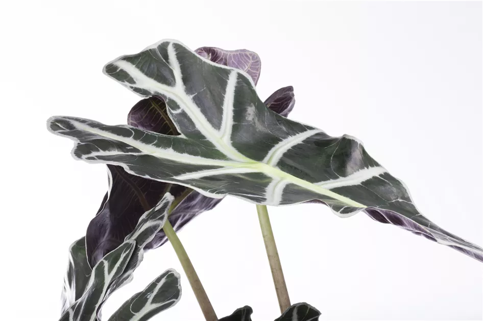 bonsai untersetzer rechteckig keramik Bonsaischale rostfarben, 27cm rechteckig mit Untersetzer  Bonsai winkel