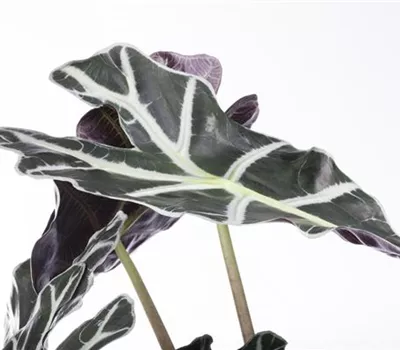 Alocasia x amazonica 'Polly' Alocasia x amazonica 'Polly'