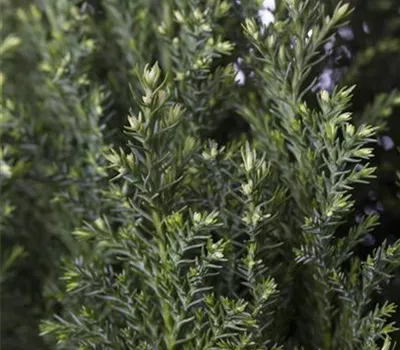 Chamaecyparis lawsoniana 'Snow White'® Chamaecyparis lawsoniana 'Snow White'®