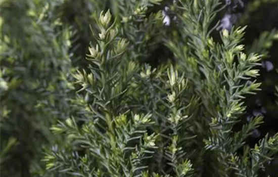 Chamaecyparis lawsoniana 'Snow White'® Chamaecyparis lawsoniana 'Snow White'®