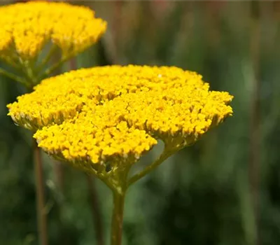Achillea filipendulina