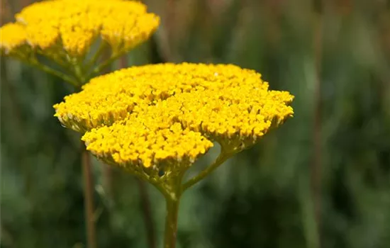 Achillea filipendulina Achillea filipendulina
