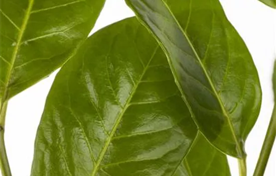 Prunus laurocerasus 'Rotundifolia'