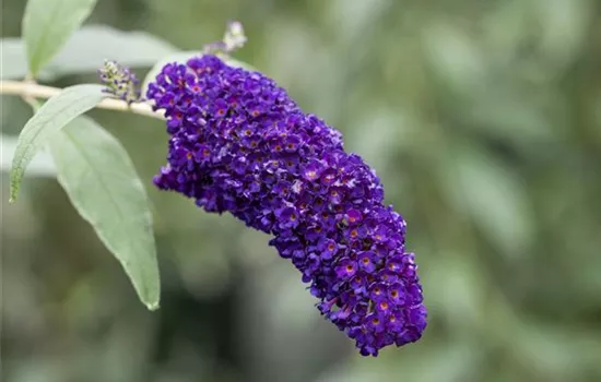 Buddleja davidii 'Black Knight' Buddleja davidii 'Black Knight'