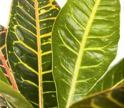 Codiaeum variegatum 'Petra' Codiaeum variegatum 'Petra'