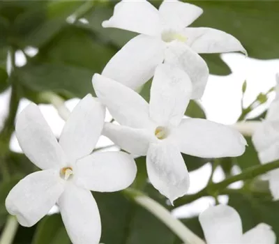 Jasminum polyanthum