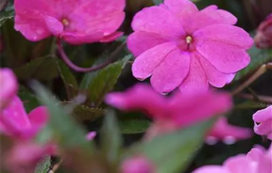 Impatiens neuguinea Impatiens neuguinea