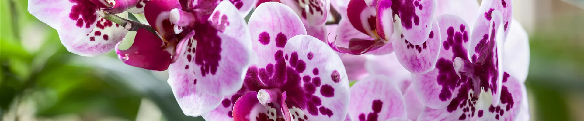 GS471964.jpg GS471964.jpg