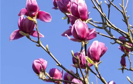 Magnolia liliiflora 'Nigra' Magnolia liliiflora 'Nigra'