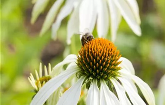 Echinacea purpurea, weiß