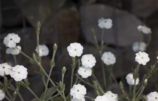 Lychnis coronaria, weiß Lychnis coronaria, weiß