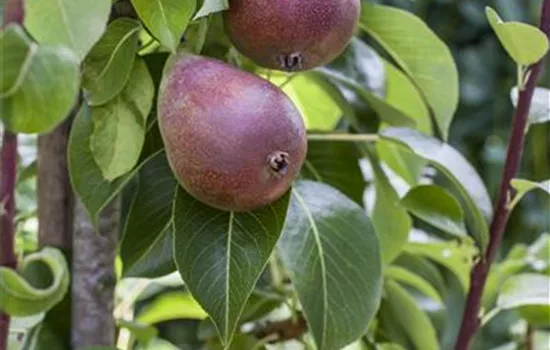 Pyrus communis 'Rote Williams Christ' Pyrus communis 'Rote Williams Christ'