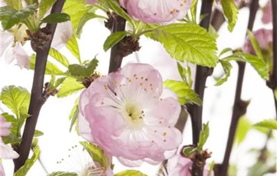 Prunus triloba Prunus triloba