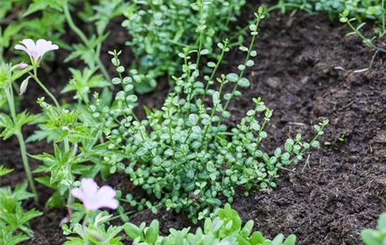 Euonymus fortunei 'Minimus' Euonymus fortunei 'Minimus'