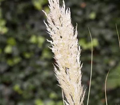 Cortaderia selloana Cortaderia selloana