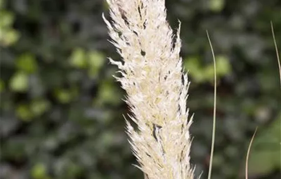 Cortaderia selloana