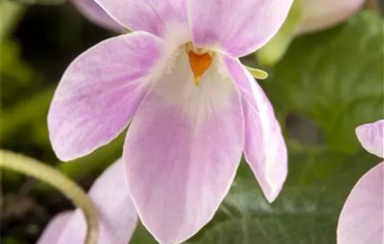 Viola odorata, rosa Viola odorata, rosa