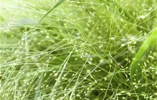 Panicum virgatum Panicum virgatum