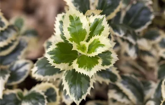 Ilex meserveae 'Casanova'(s) Ilex meserveae 'Casanova'(s)