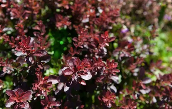 Berberis thunbergii 'Atropurpurea Nana' Berberis thunbergii 'Atropurpurea Nana'