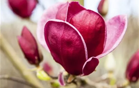 Magnolia 'Genie'® Magnolia 'Genie'®