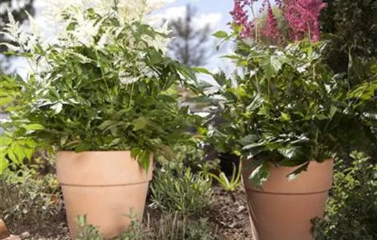 Astilbe x arendsii, rot Astilbe x arendsii, rot