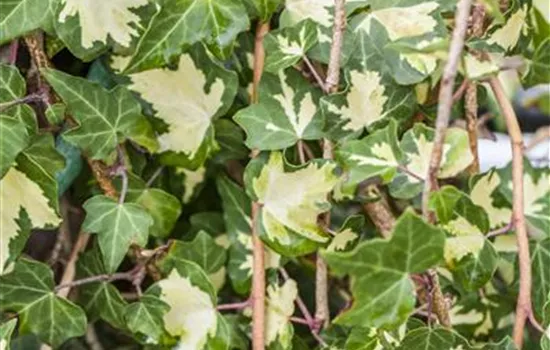 Hedera helix 'Goldheart' Hedera helix 'Goldheart'