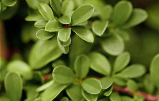 Cotoneaster dammeri 'Eichholz' Cotoneaster dammeri 'Eichholz'