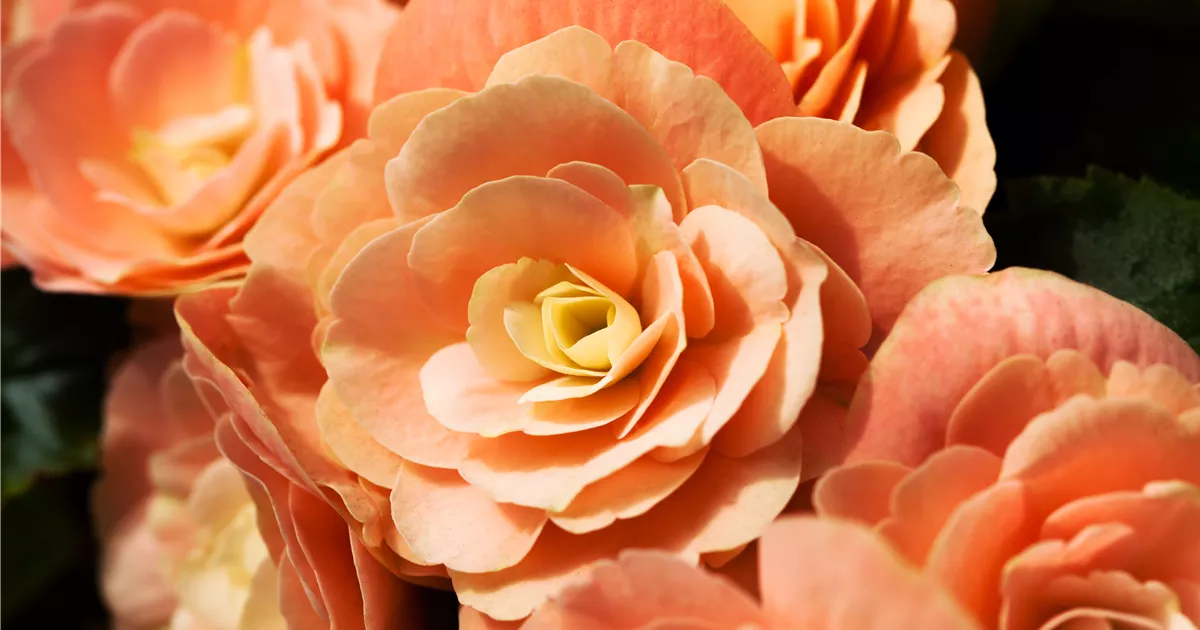 Begonia elatior