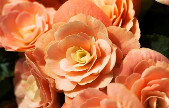 Begonia elatior Begonia elatior