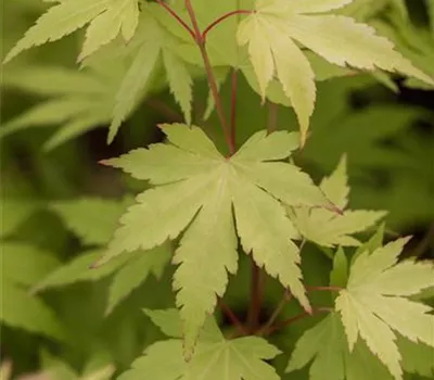 Acer palmatum 'Orange Dream' Acer palmatum 'Orange Dream'