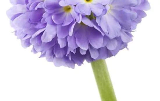 Primula denticulata, blau